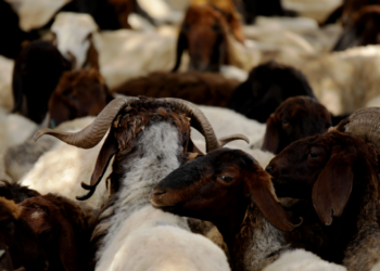 Pemilihan Hewan Kurban dalam Perspektif Kesehatan dan Syariah. Sumber Baznas.