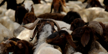 Pemilihan Hewan Kurban dalam Perspektif Kesehatan dan Syariah. Sumber Baznas.